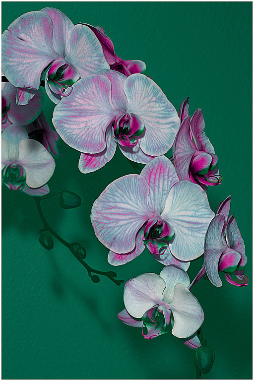 Blue Orchid Variant s